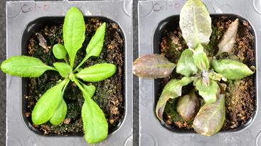 压力过大的植物会产生自己的"阿司匹林"以免受昆虫、干旱和高温等环境危害 1 压力过大的植物会产生自己的"阿司匹林"以免受昆虫、干旱和高温等环境危害
