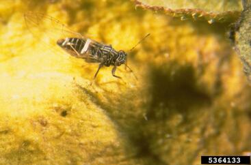 potato psyllid potato psyllid