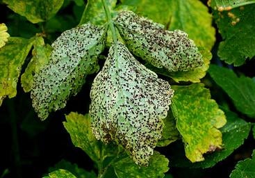 Alternaria fungus infection on leaves