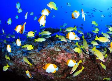 peces de arrecife profundo