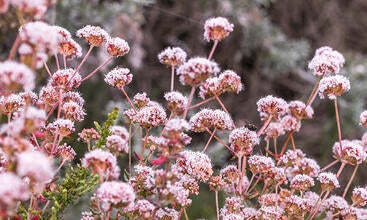 California Buckwheat