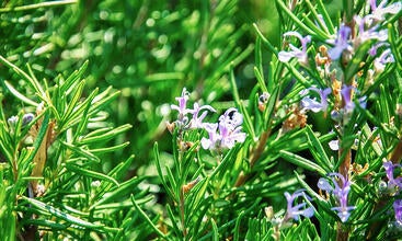 Rosemary Rosemary