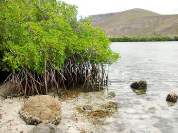 Baja mangroves