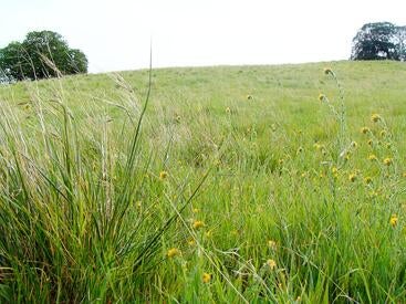 needlegrass