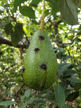 weevil damaged avocado