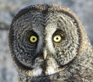 gray owl