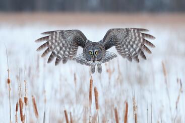 Great gray wings