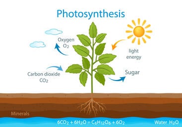 Photosynthesis illustration