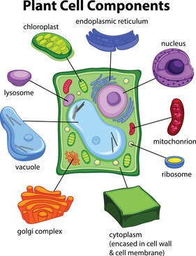 plant cell components
