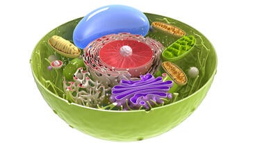 plant cell