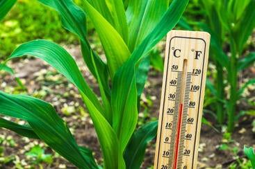 Optimal temperature for crop growth