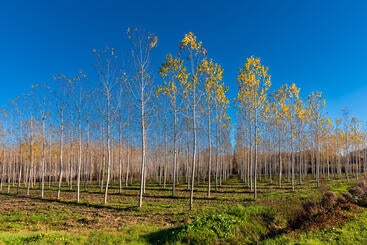 poplar trees