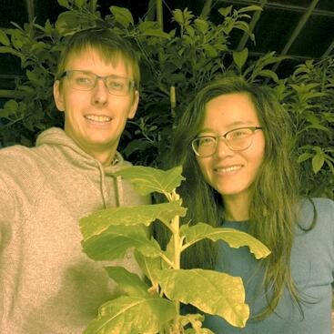 researchers with transgenic tobacco plant