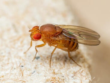 fruit fly closeup