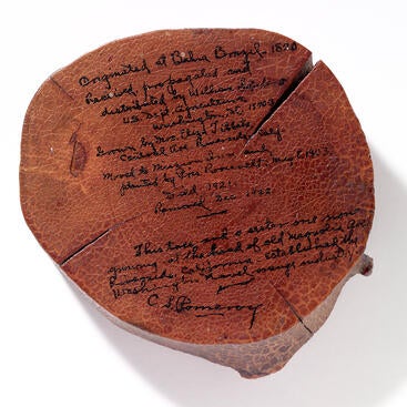A cross-section from the trunk of one of Tibbetts’ “parent” navel orange trees kept by Pomeroy and her husband.