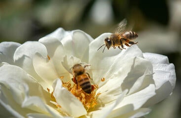 bees on flower