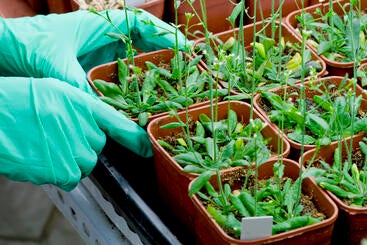 arabidopsis plants growing in greenhouse