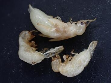 dead termites