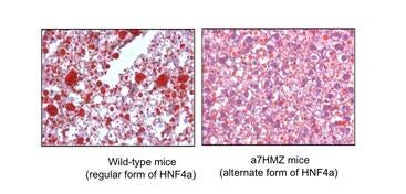 Effects of soybean oil on mice