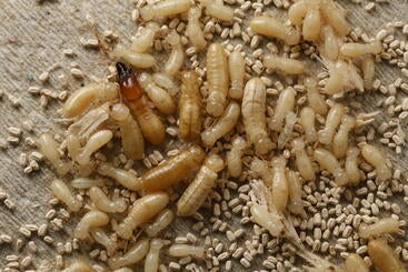Soldier and worker termites with pellets