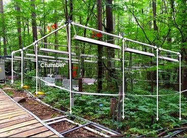 Chinese forest research site