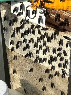 soldier flies sunning themselves