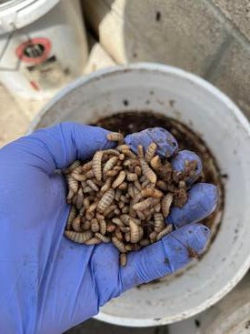 soldier fly larvae