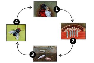 New World screwworm life cycle