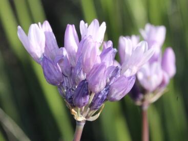 Wild hyacinth