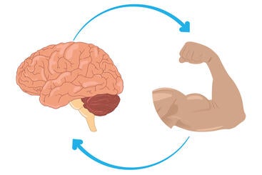 Brain and arm connection, illustrated