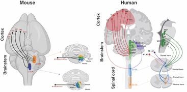 mouse and human brain comparison