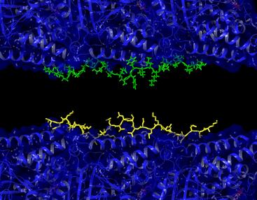 Microtubules with tau and a-beta