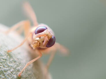 close up of a fruit fly
