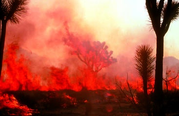 Joshua trees on fire