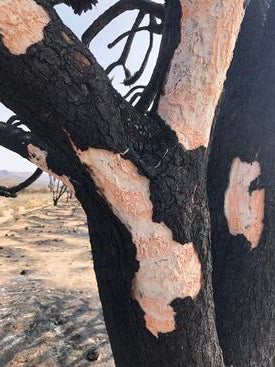 Fungus growing on burned Joshua tree