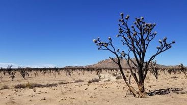 Aftermath of the Cima Dome fire, burnt landscape