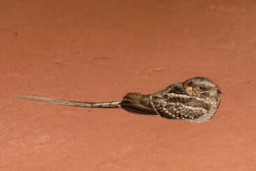 Scissor-tailed nightjar bird