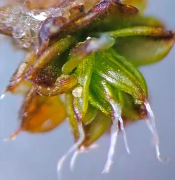 Closeup up moss with identifying features