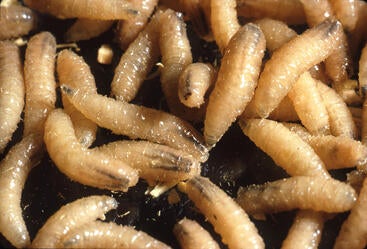 New World screwworm larvae