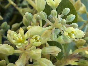 Avocado flowers