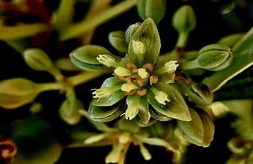 Male avocado flower