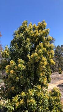 Avocado tree