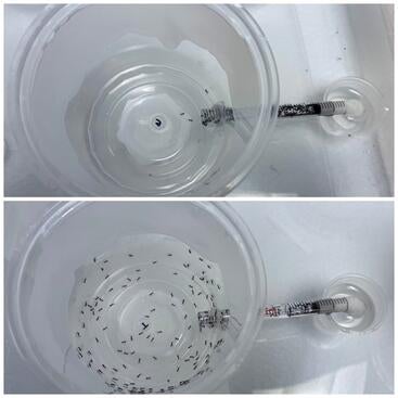 Normal ant activity vs. with thiamethoxam
