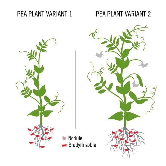 An illustration showing how some generic variants of the pea plant Acmispon strigosus are better than others at recruiting growth-promoting microbes into their root nodules.