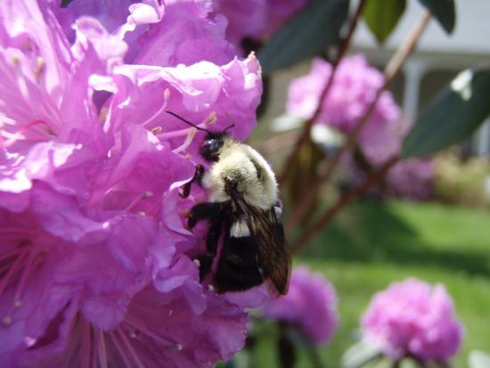 A picture of a bumble bee queen visiting a flower