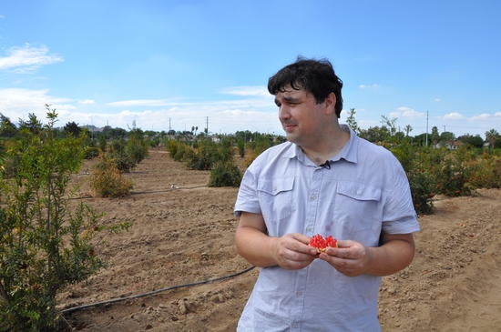 A picture of John Chater in the pomegranate orchard.