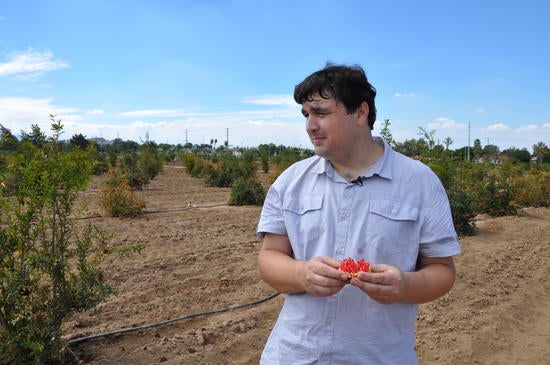 John Chater A picture of John Chater in the pomegranate orchard.