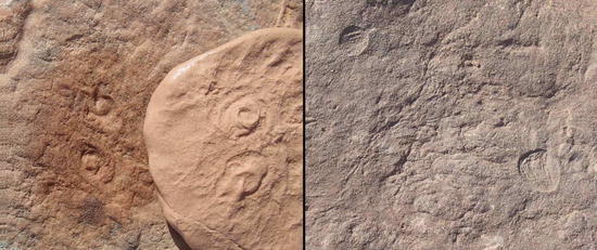 Photos of the two new Ediacaran-era fossils discovered by UCR researchers