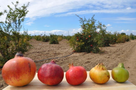 A picture of pomegranate varieties grown at UCR