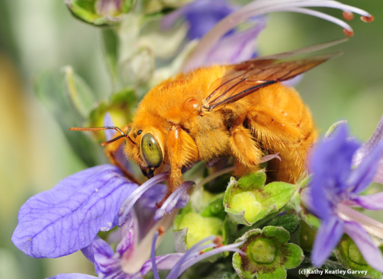 male carpenter bee